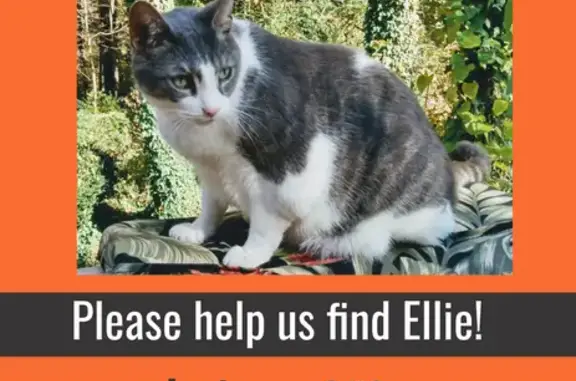 Lost Boy Cat Ellie: Help Find Him! Call Now