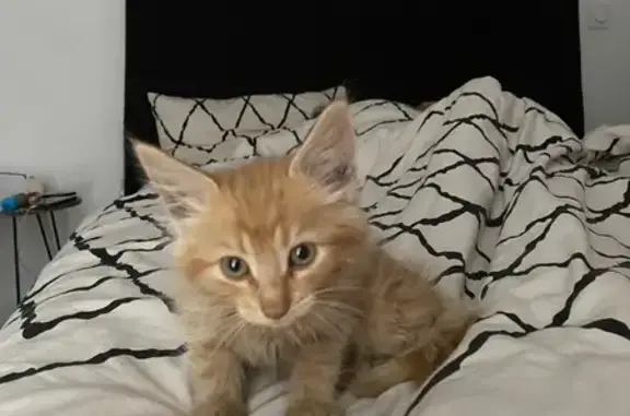 Chaton roux trouvé à Auch - photo