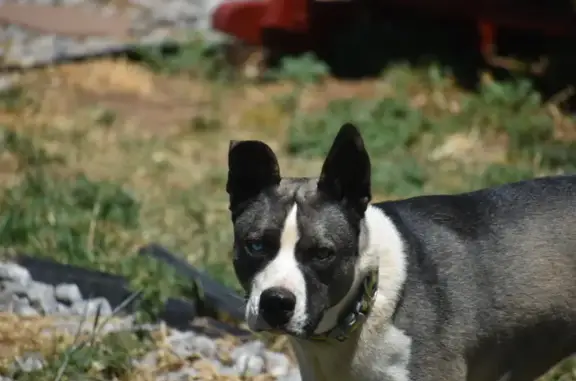 Lost Husky-Pit Mix: Soft Coat, Odd Eyes!