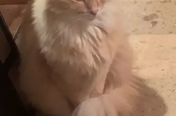 Lost Friendly Orange Cat in Hugo - Help!