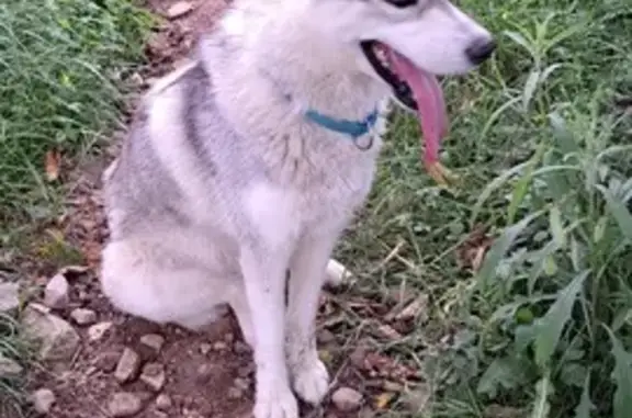 Chien perdu Crottet, photo : Chien Husky Perdu - Collier Bleu