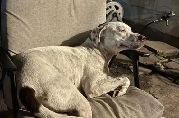 Found Dog: White & Brown, Injured - San Antonio