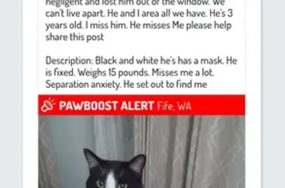 Help Find Dozer: Masked Black & White Cat!