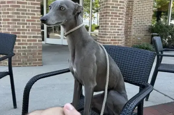 Lost Grey Whippet Named Pearl - Help Find Her!