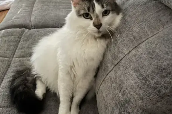 Lost: Ayla, Fluffy Feline with Unique Markings