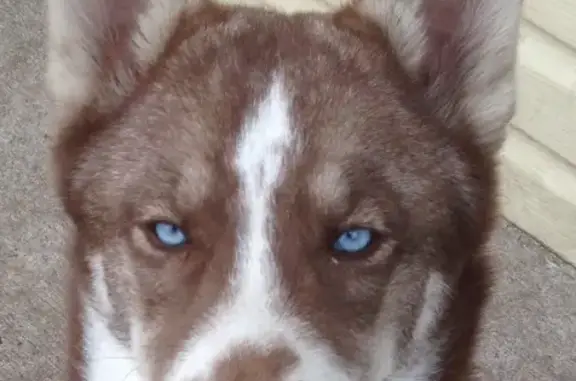 Lost Husky Jack: Blue-Eyed, 65 lbs - Chicago