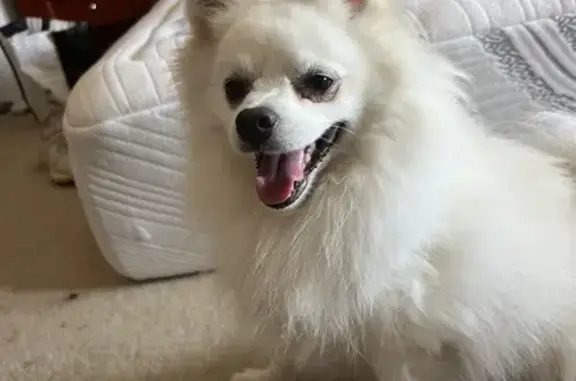 Found! White Pom-Chi Mix in Chesterfield