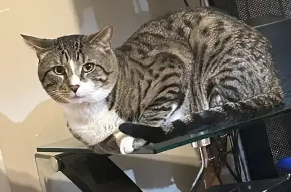 Lost Tabby Cat in West Haven - Help Find Him!