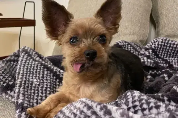 Lost Yorkie in Singapore - Help Find Fluffy!