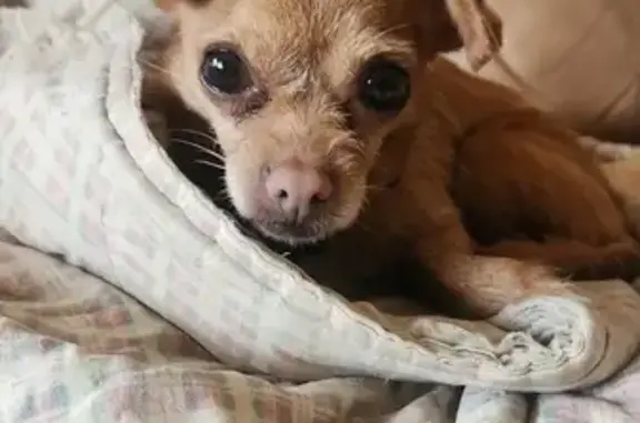 Lost Chihuahua-Terrier Mix on N Nevada St!