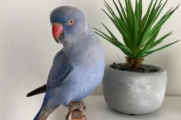 Lost Friendly Bird: Whistles & Mimics - Blacktown