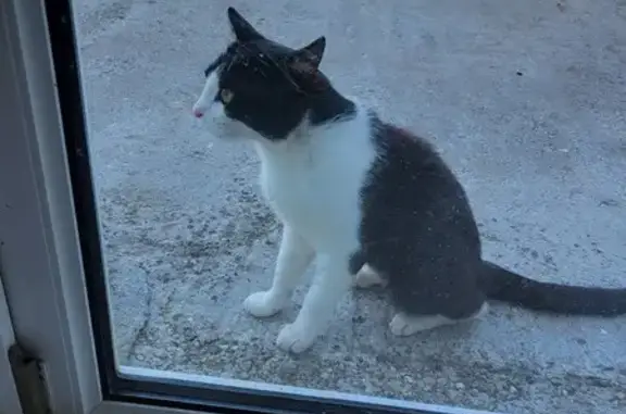 Animaux trouvés , photo: Chat trouvé, sociable, Le Val-de-Guéblange