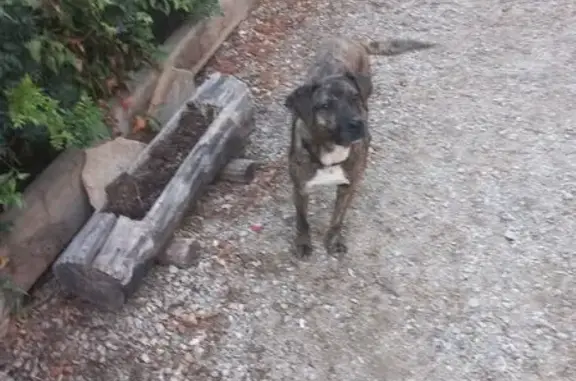Chien cursinu trouvé à Grosseto - photo
