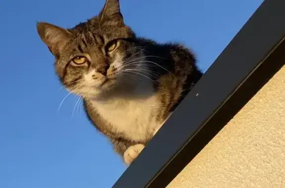 Animaux perdus , photo: Chat tigré disparu à Peyssies
