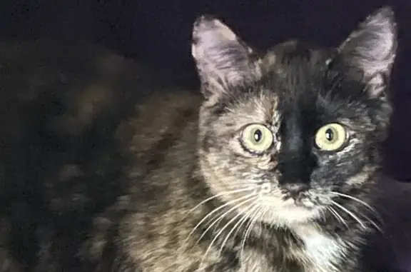 Animaux perdus Poisy, photo: Chatte Uria disparue à Poisy