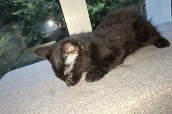 Chaton noir trouvé à Scy-Chazelles - photo
