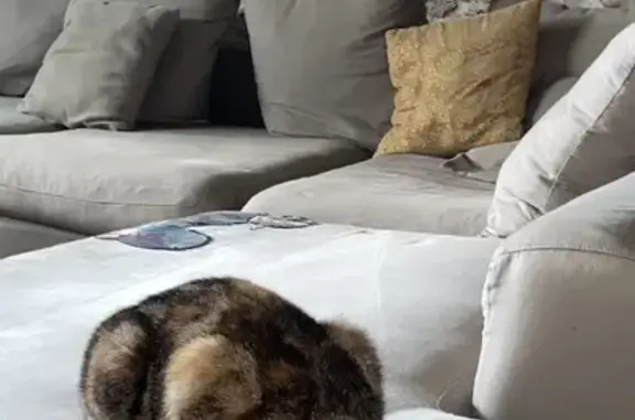 Chat perdu, Le Bignon, photo: Chatte perdue au Bignon - Pucée