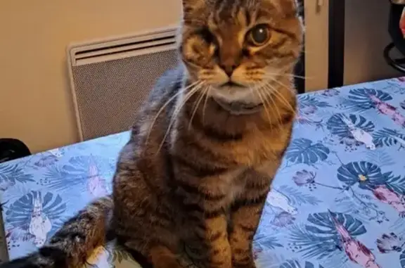 Chat borgne Fripouille perdu - photo