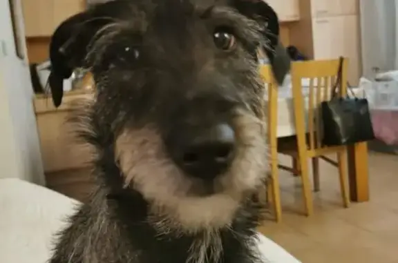 Animaux perdus Callian, photo: Perdue: Nala, chienne douce, 20kg