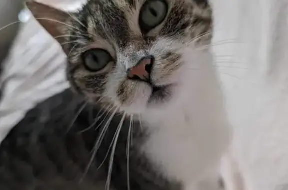 Animaux perdus Saint-Avold, photo: Chatte tigrée égarée à Saint-Avold