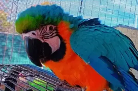 Lost: Friendly Macaw 'Chiki' - Hebersham 2770