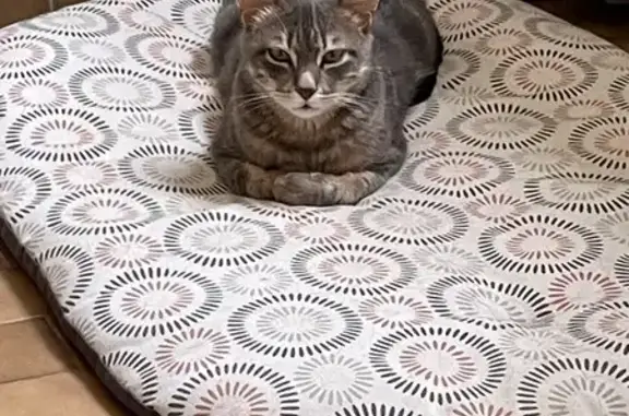 Avis de recherche: Chat Samba - photo