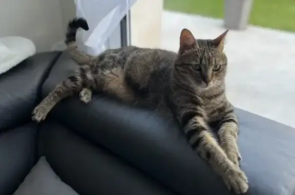 Chat perdu, Nogent-le-Bas, photo: Flamby le chat perdu à Nogent