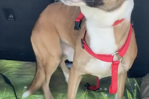Chien mâle trouvé à Joué-lès-Tours - photo
