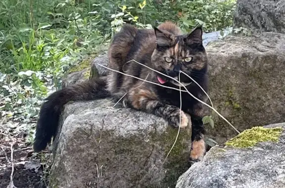 Chat perdu, Brive-la-Gaillarde, photo: Chatte écaille perdue à Brive