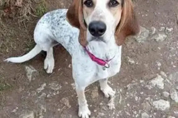 Chien perdu Néoules, photo : Chien Perdu: Cali, Porcelaine
