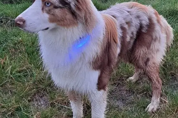 Chien perdu , photo : Berger Australien Roux Perdu