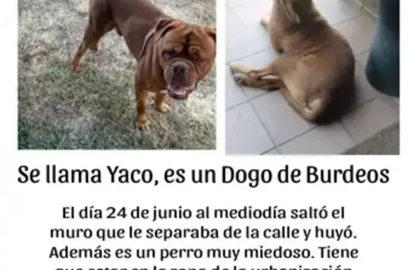 Perros perdidos, , foto: ¡URGENTE! Dogo Burdeos Yaco Perdido - Caldes