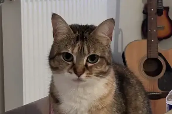 Chat perdu, , photo: Chatte joueuse perdue - Le Mené
