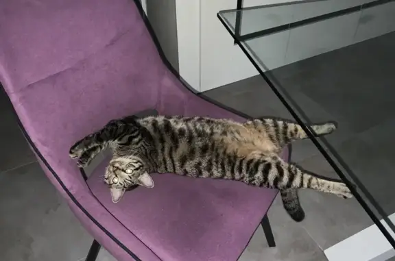 Chat perdu, , photo: Chat Européen Gris Perdu à Épargnes