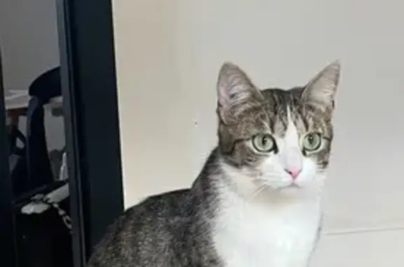 Animaux perdus Mons-en-Barœul, photo: Chat égaré à Mons-en-Barœul
