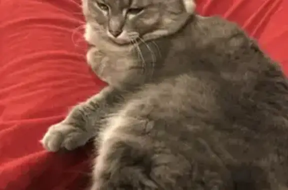 Chat perdu, Livron-sur-Drôme, photo: Chatte grise disparue à Livron
