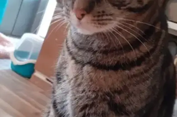 Chat perdu, Mende, photo: Chat gris tigré disparu à Mende