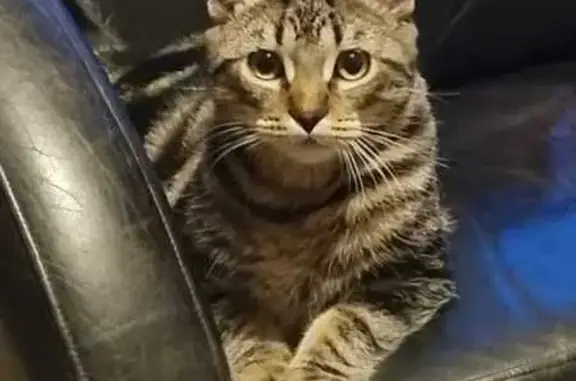 Chat perdu, Dammarie-les-Lys, photo: Chat gris tigré perdu à Dammarie