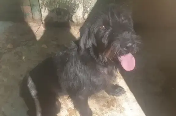 Chien trouvé , photo: Chien mâle drathaar perdu