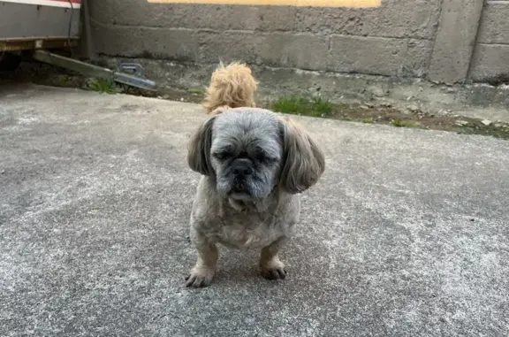Shih Tzu âgé trouvé à Cherbourg - photo