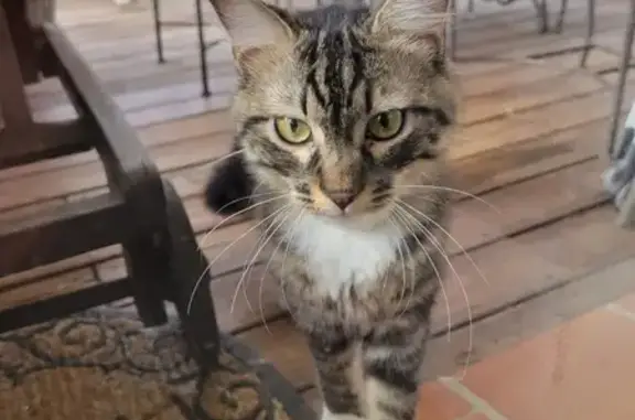 Chat tigré câlin trouvé à Bras - photo