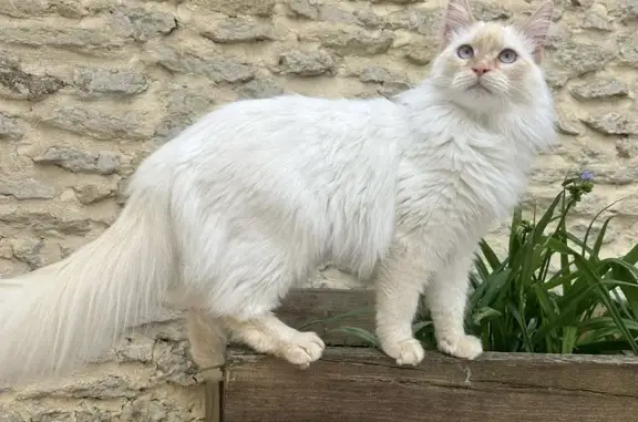 Animaux perdus Cognac, photo: Chat bavard disparu le 24/06