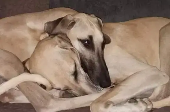 Chien perdu , photo : 2 Sloughis beiges perdus - Urgent