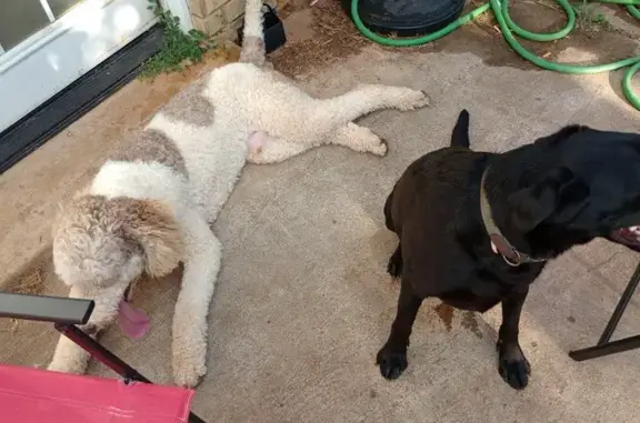 Found Dogs: Lab & Poodle Mix - Stillwater