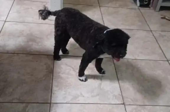 Lost Black Poodle Mix Near Hon Dah Casino!