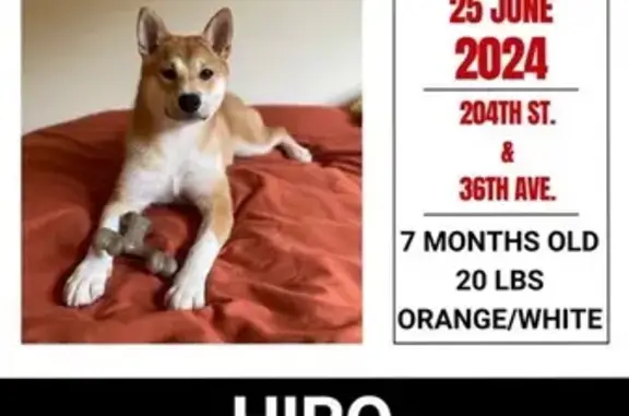 Help Find Hiro: Lost Dog in Bayside NY!