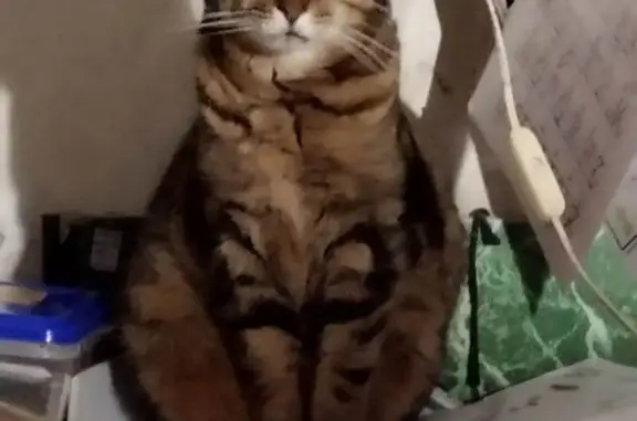 Animaux perdus Agen, photo: Chat tatoué disparu à Agen