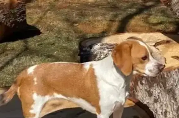 Lost Pup Alert: Beagle-Heeler Mix in Afton!