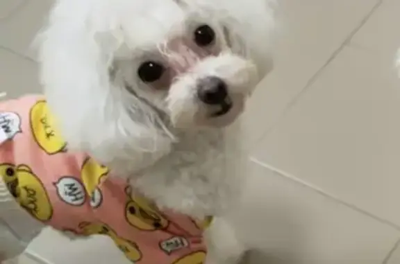 Lost White Toy Poodle 多多 in Singapore!