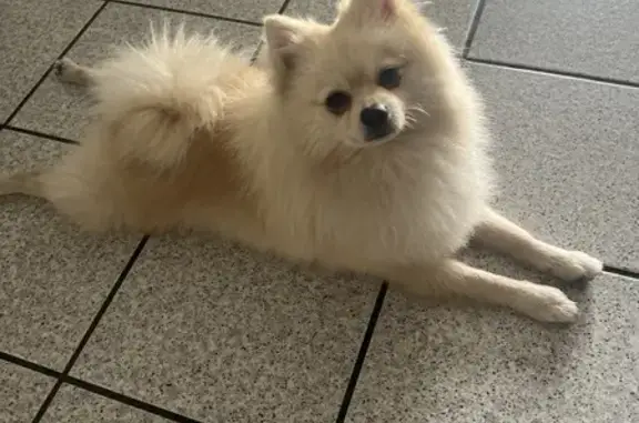 Lost White Pomeranian in Ontario, CA 91764